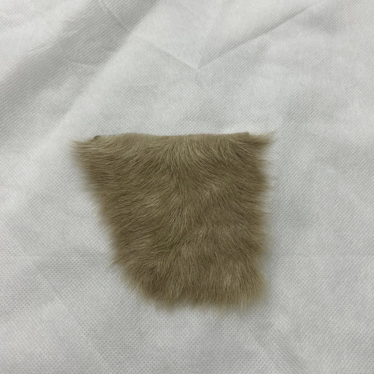 Beauty And The Beast Hair Fur Used Movie Prop Film TV COA Rare Production