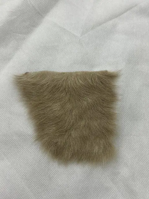 Beauty And The Beast Hair Fur Used Movie Prop Film TV COA Rare Production